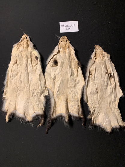 Opossum pelt lot of 3 PIVO26-05