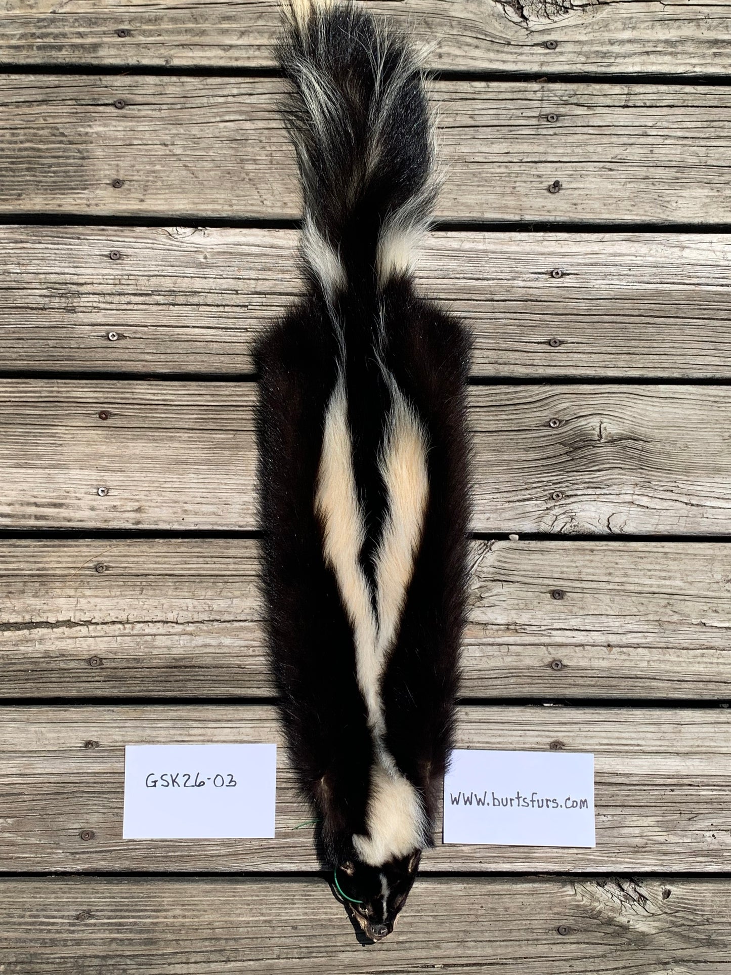 Skunk pelt GSK26-03