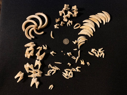 Animal teeth   Lot of 60+