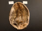 Beaver pelt PIB26-08