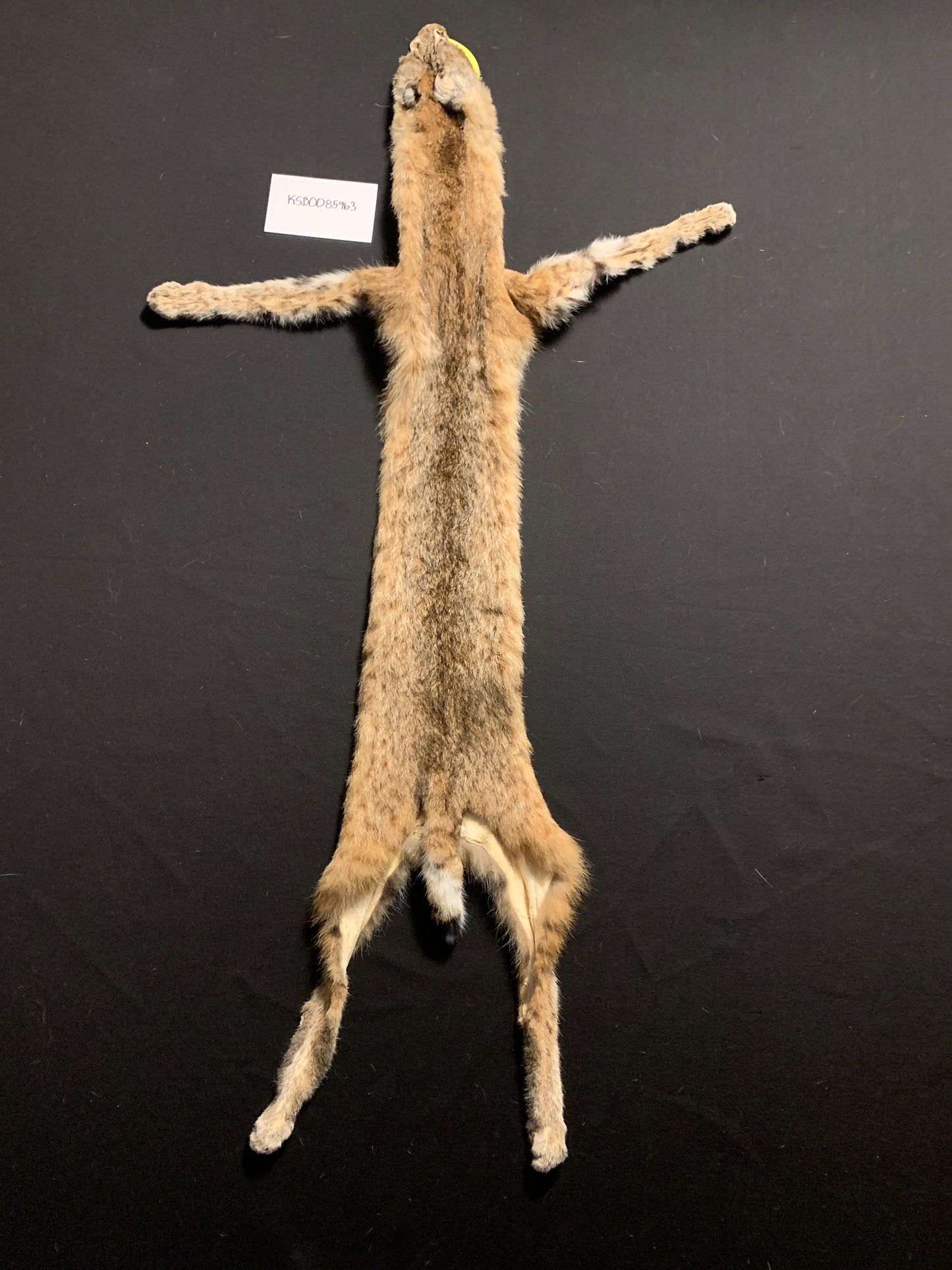Bobcat pelt KSB0085963