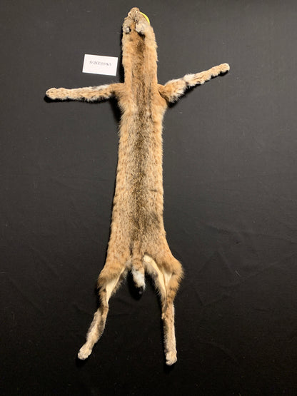 Bobcat pelt KSB0085963