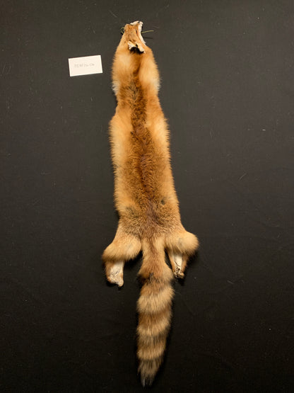 Red fox PIRF26-06