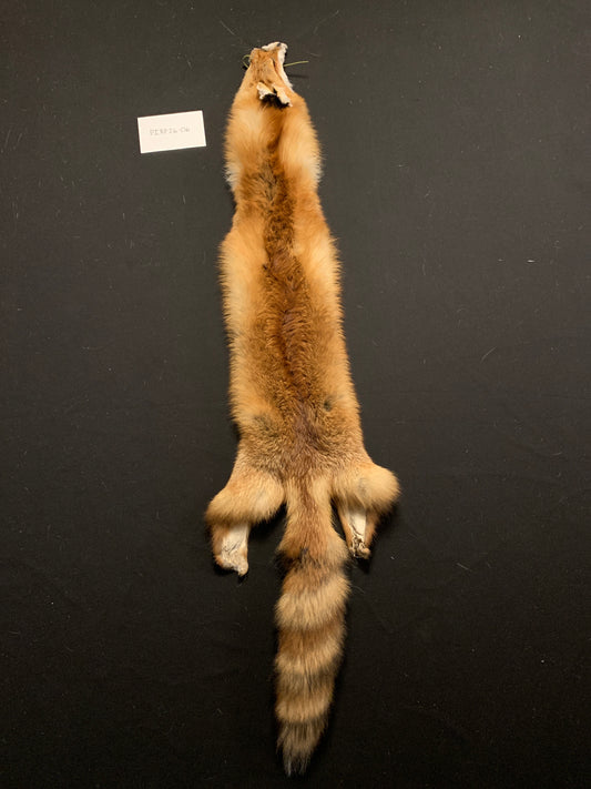 Red fox PIRF26-06
