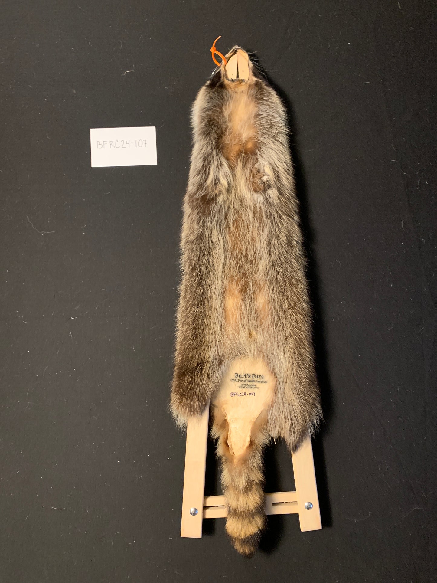 Raccoon BFRC24-107