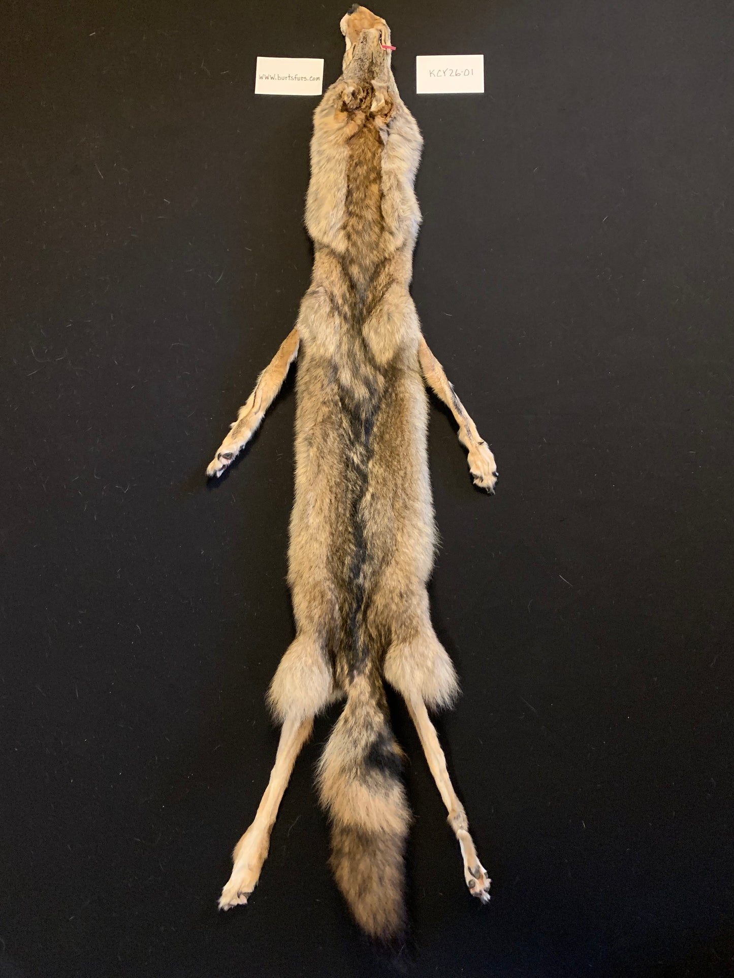 Coyote pelt  KCY26-01