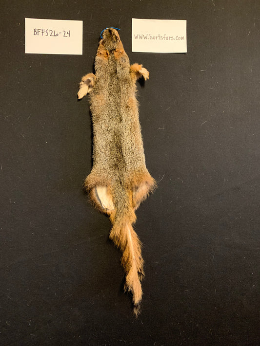 Fox squirrel BFFS26-24