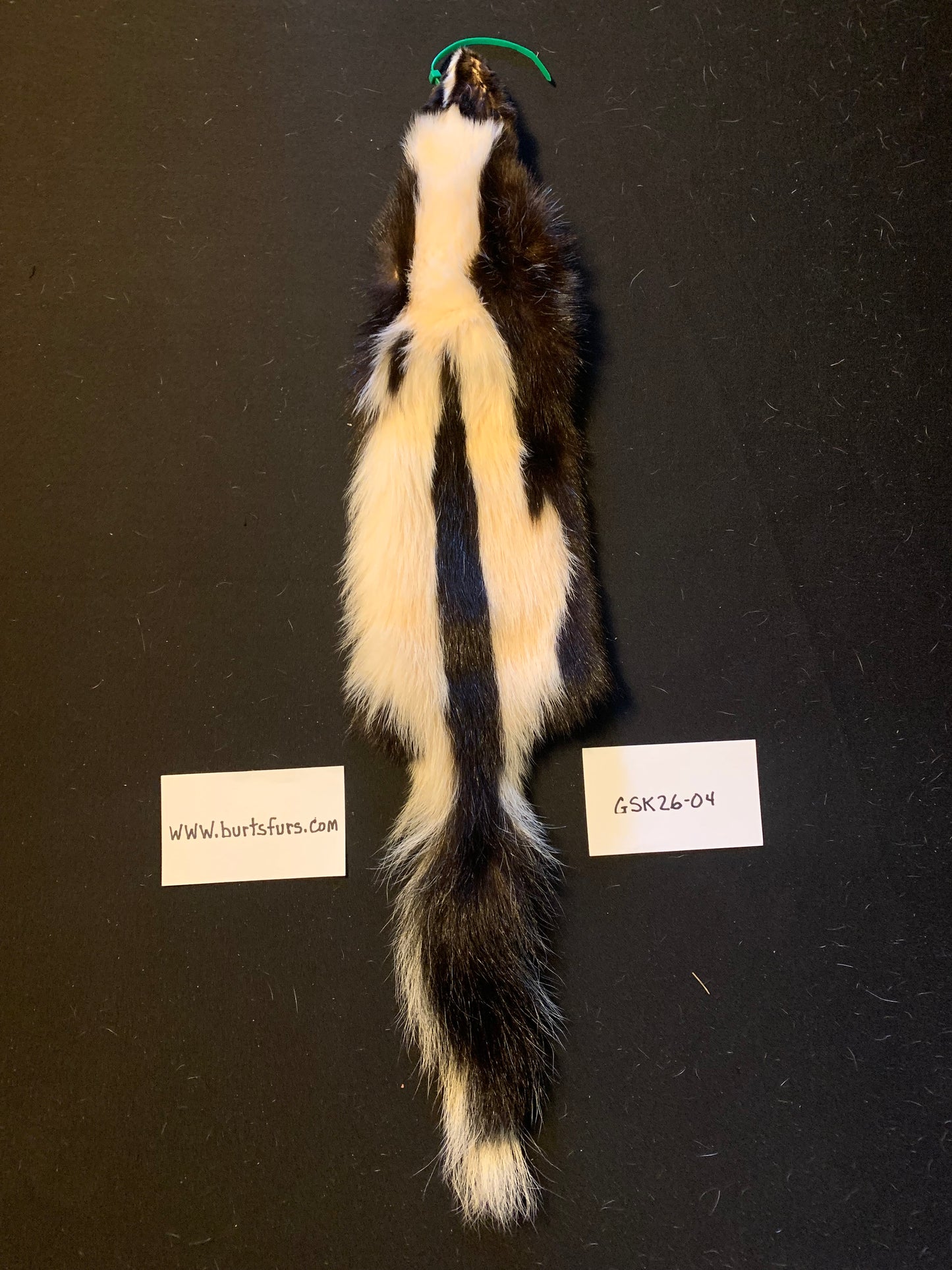 Skunk pelt GSK26-04