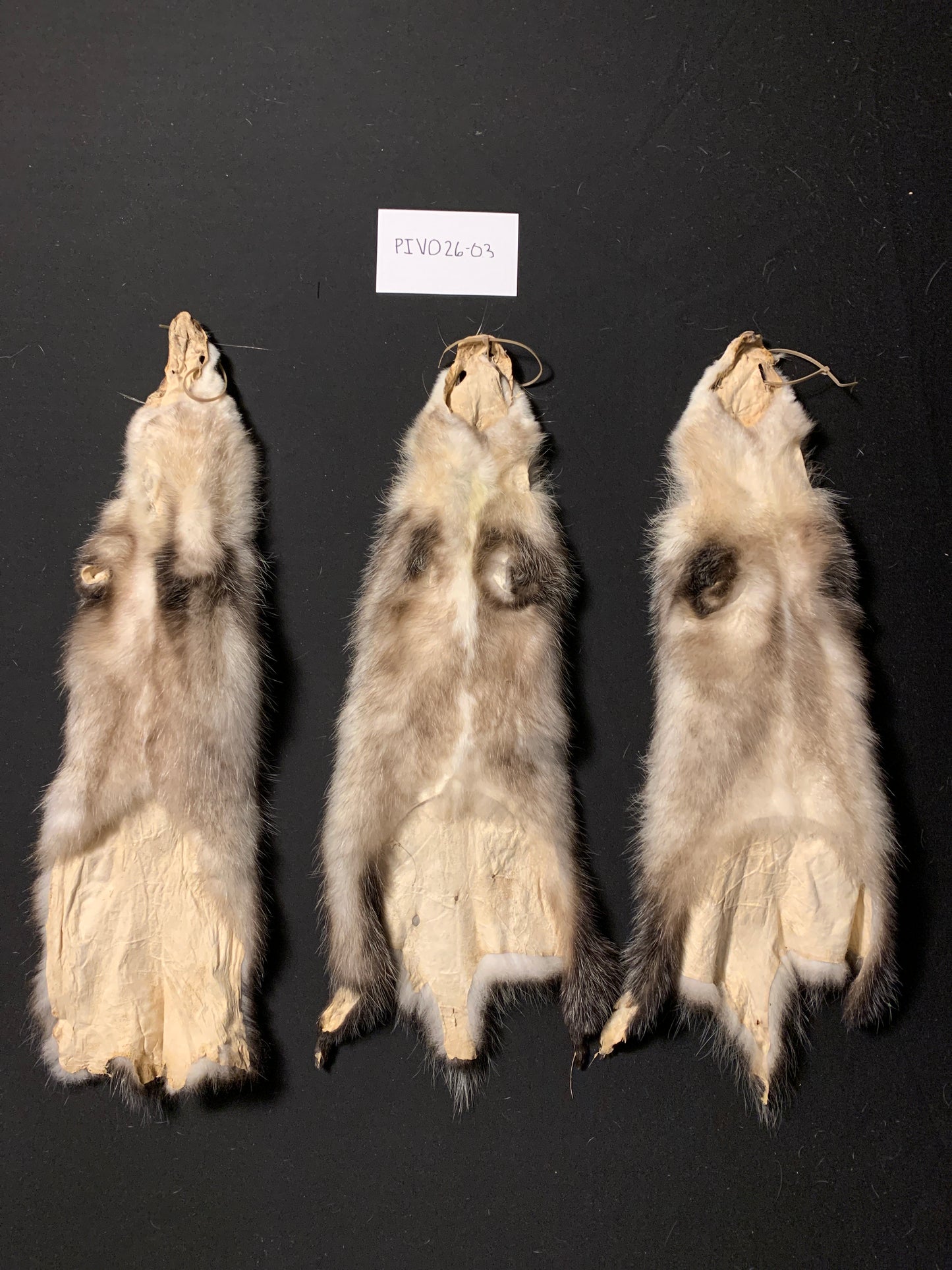 Opossum pelt PIVO26-03
