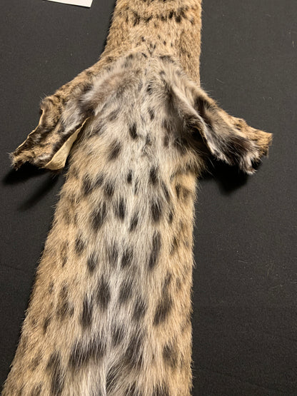 Bobcat pelt ARB0044315