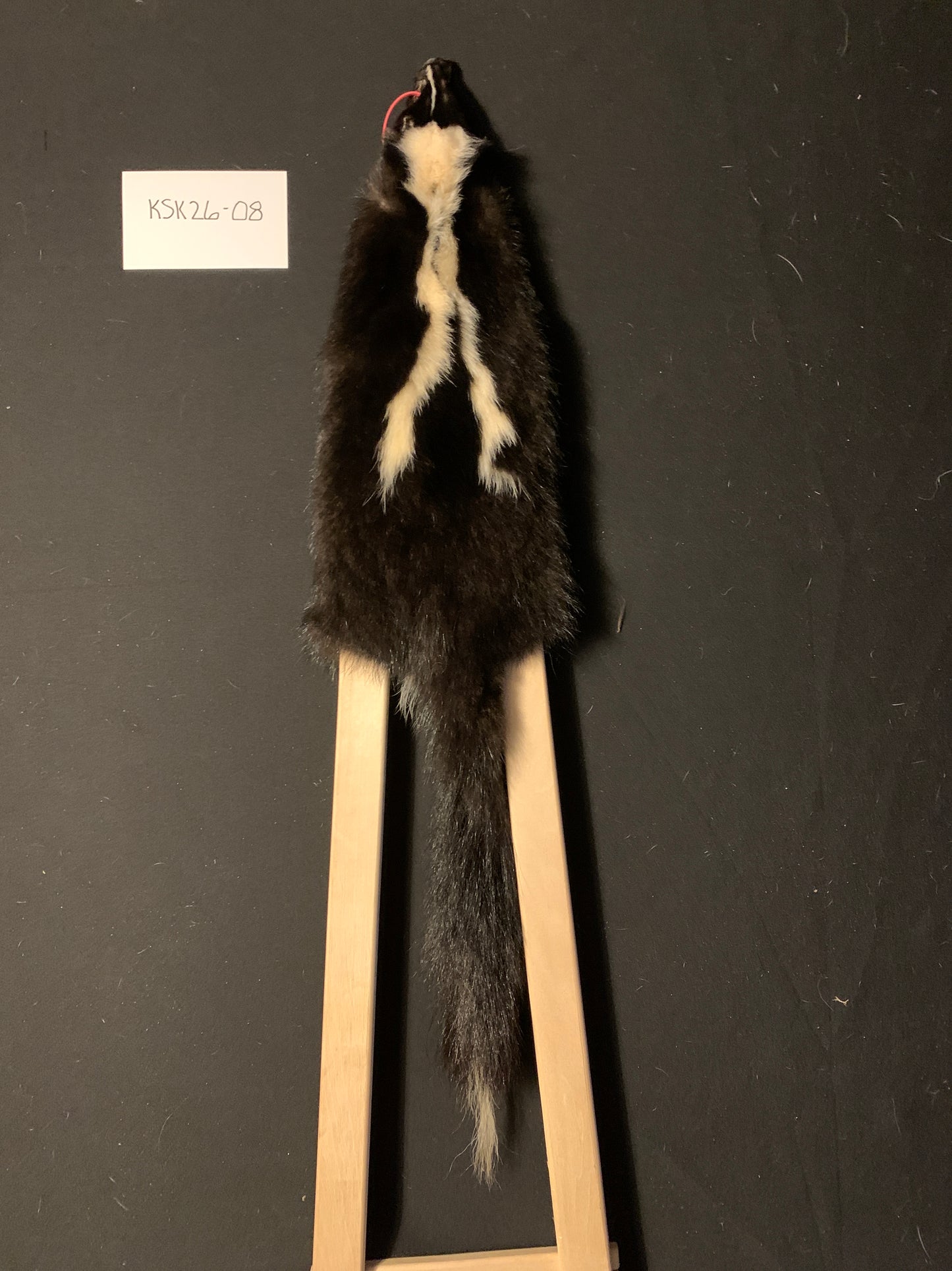 Skunk fur KSK26-08