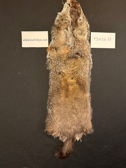 Woodchuck pelt PIW26-33