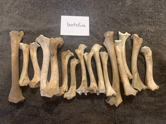 Leg bones