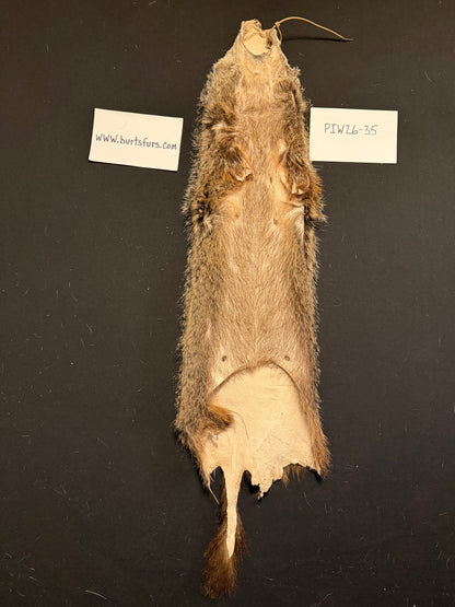 Woodchuck pelt PIW26-35