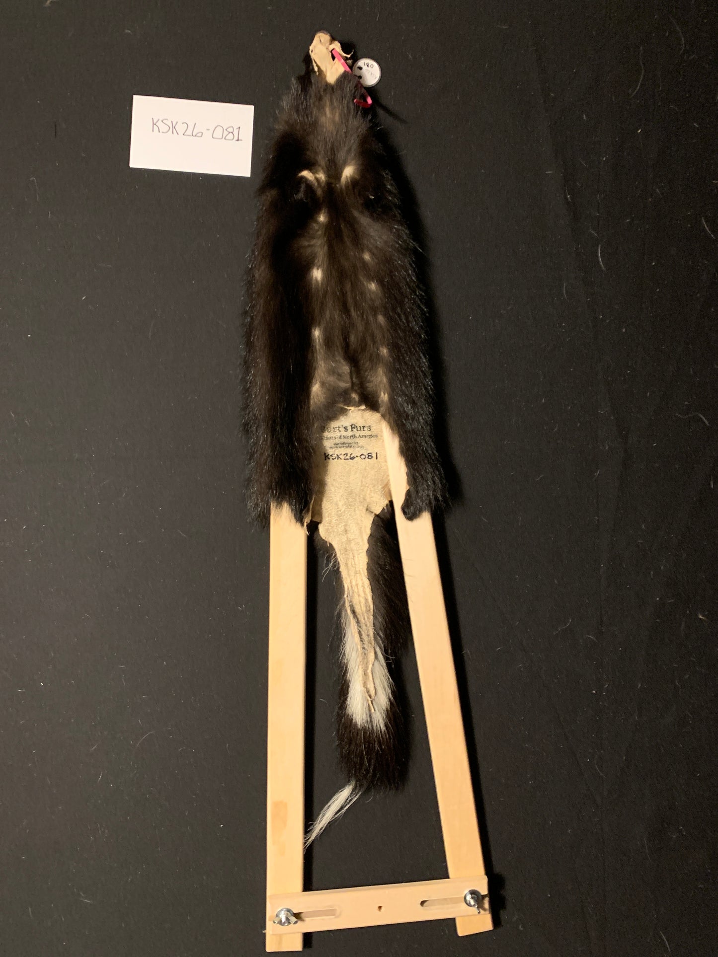 Skunk fur KSK26-081
