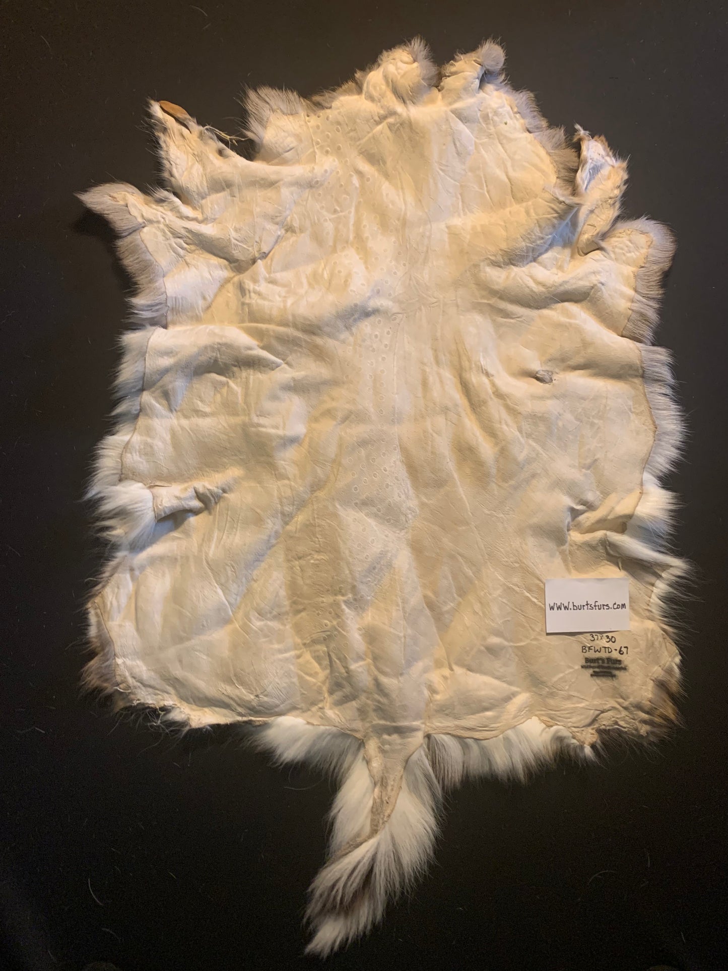 Whitetail deer hide BFWTD-67