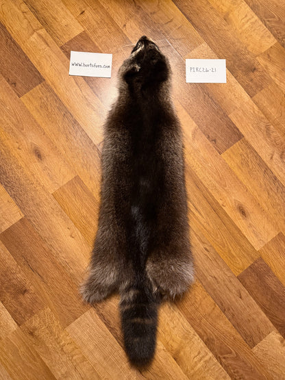 Raccoon pelt PIRC26-21