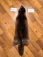 Raccoon pelt PIRC26-21