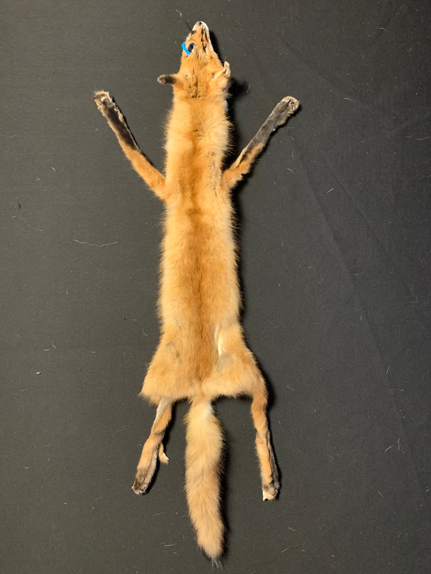 Red fox fur AFRF25-01