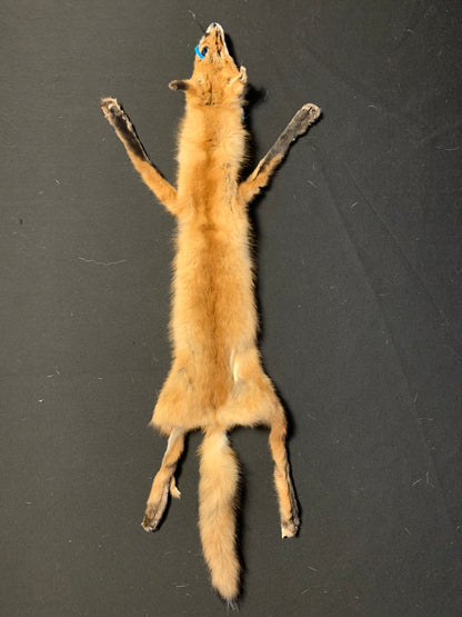 Red fox fur AFRF25-01