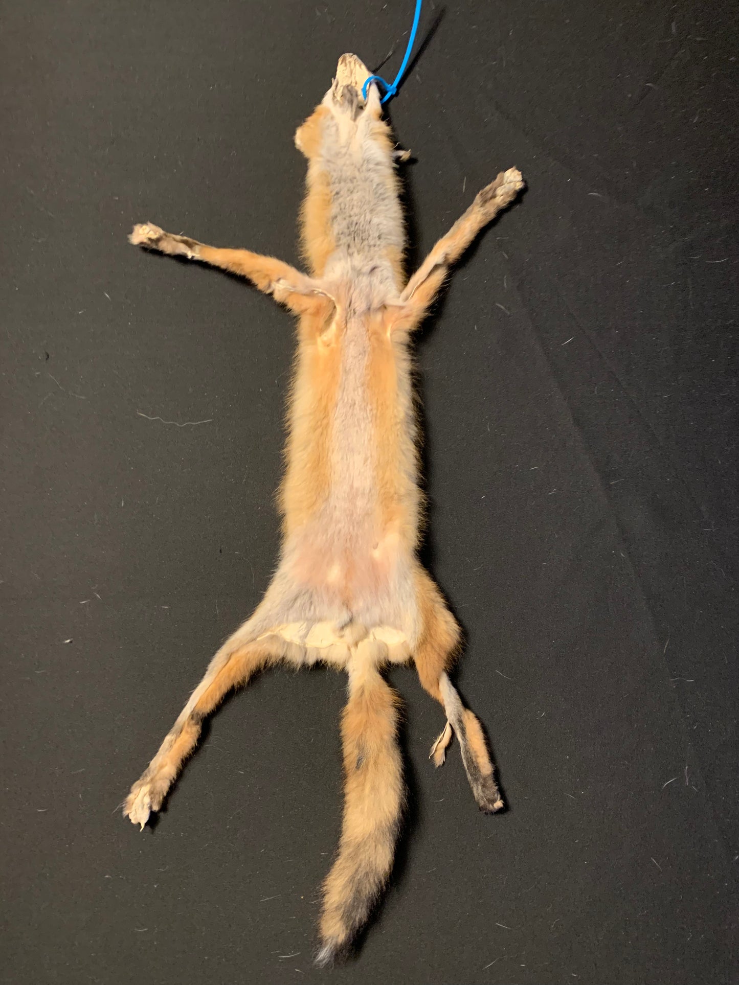 Red fox fur AFRF25-01