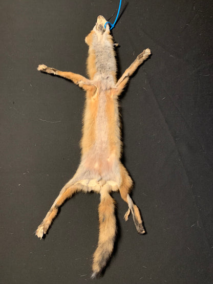 Red fox fur AFRF25-01