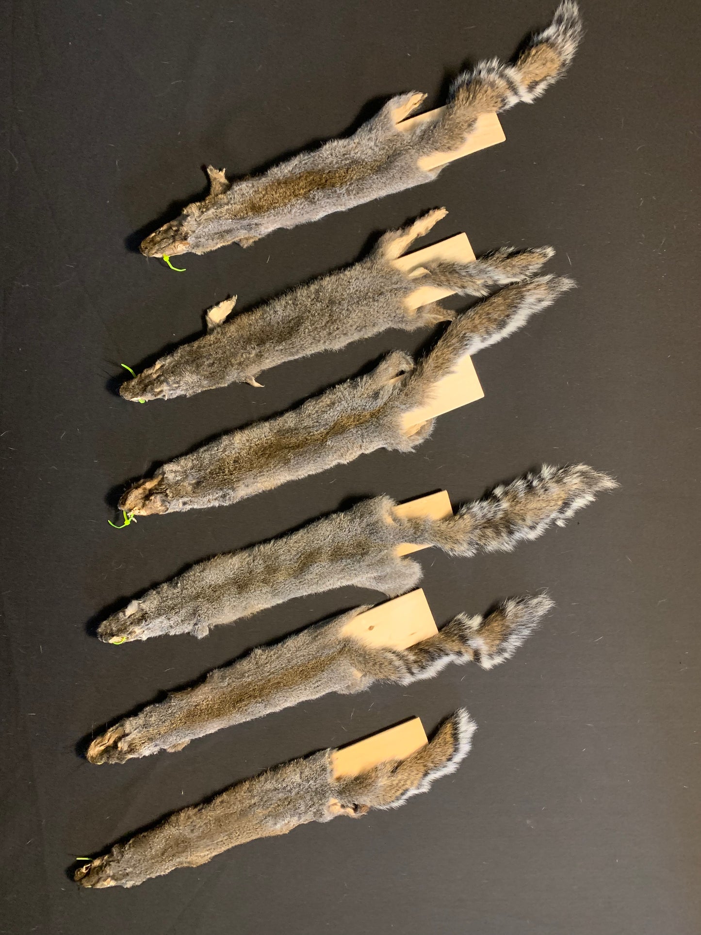 Craft grade grey squirrels