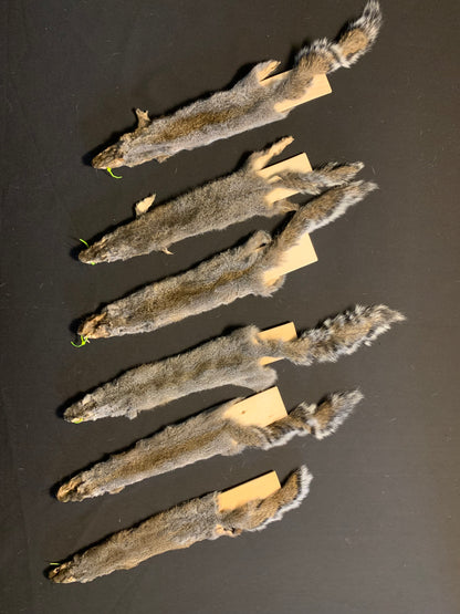 Craft grade grey squirrels