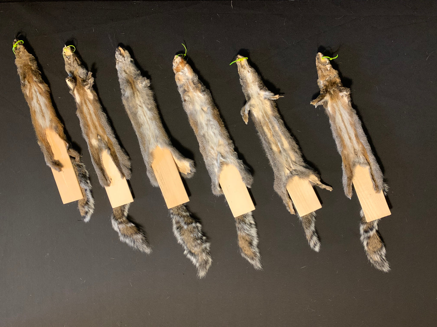 Craft grade grey squirrels