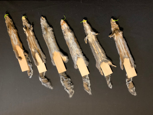 Craft grade grey squirrels
