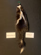Skunk fur GSK26-07
