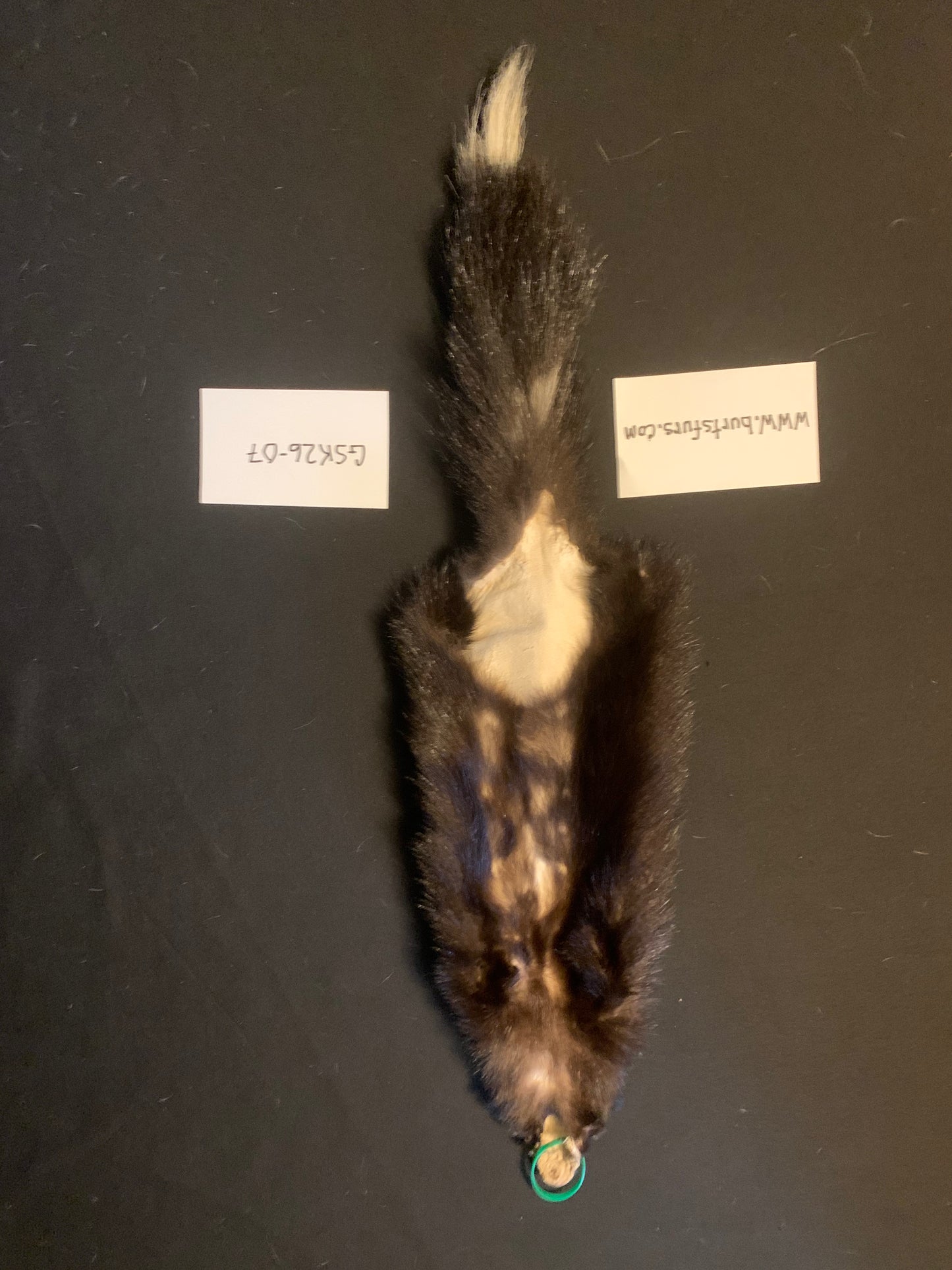 Skunk fur GSK26-07