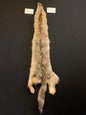 Coyote pelt BFC24-32