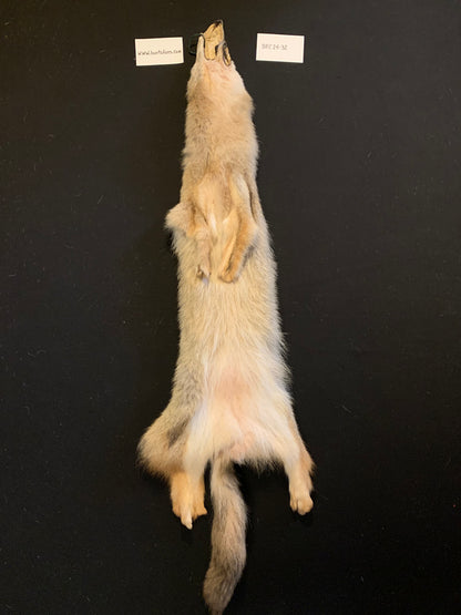 Coyote pelt BFC24-32