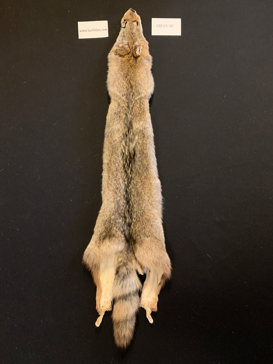 Coyote pelt GBF24-35