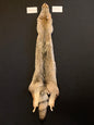 Coyote pelt GBF24-35