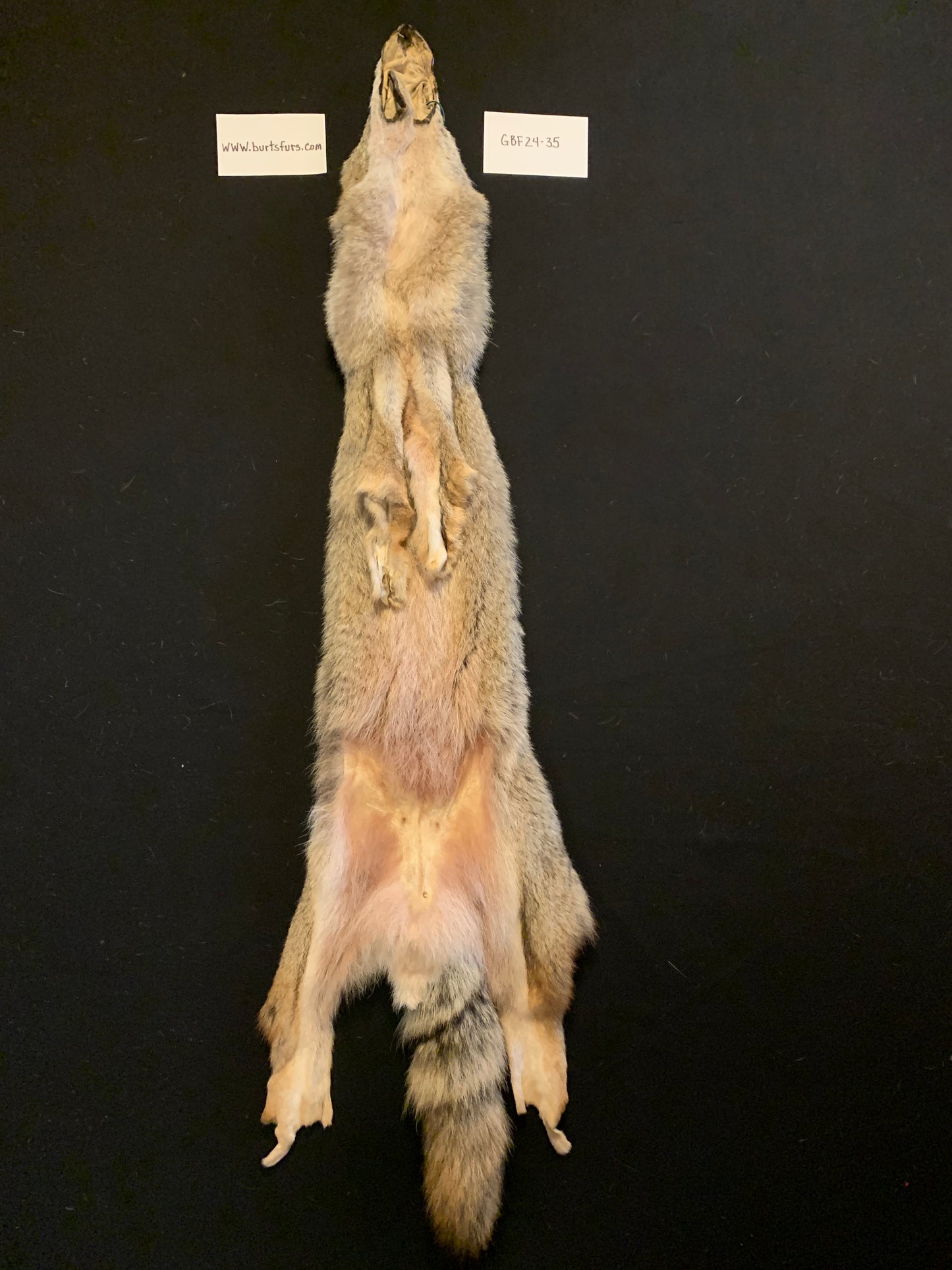Coyote pelt GBF24-35