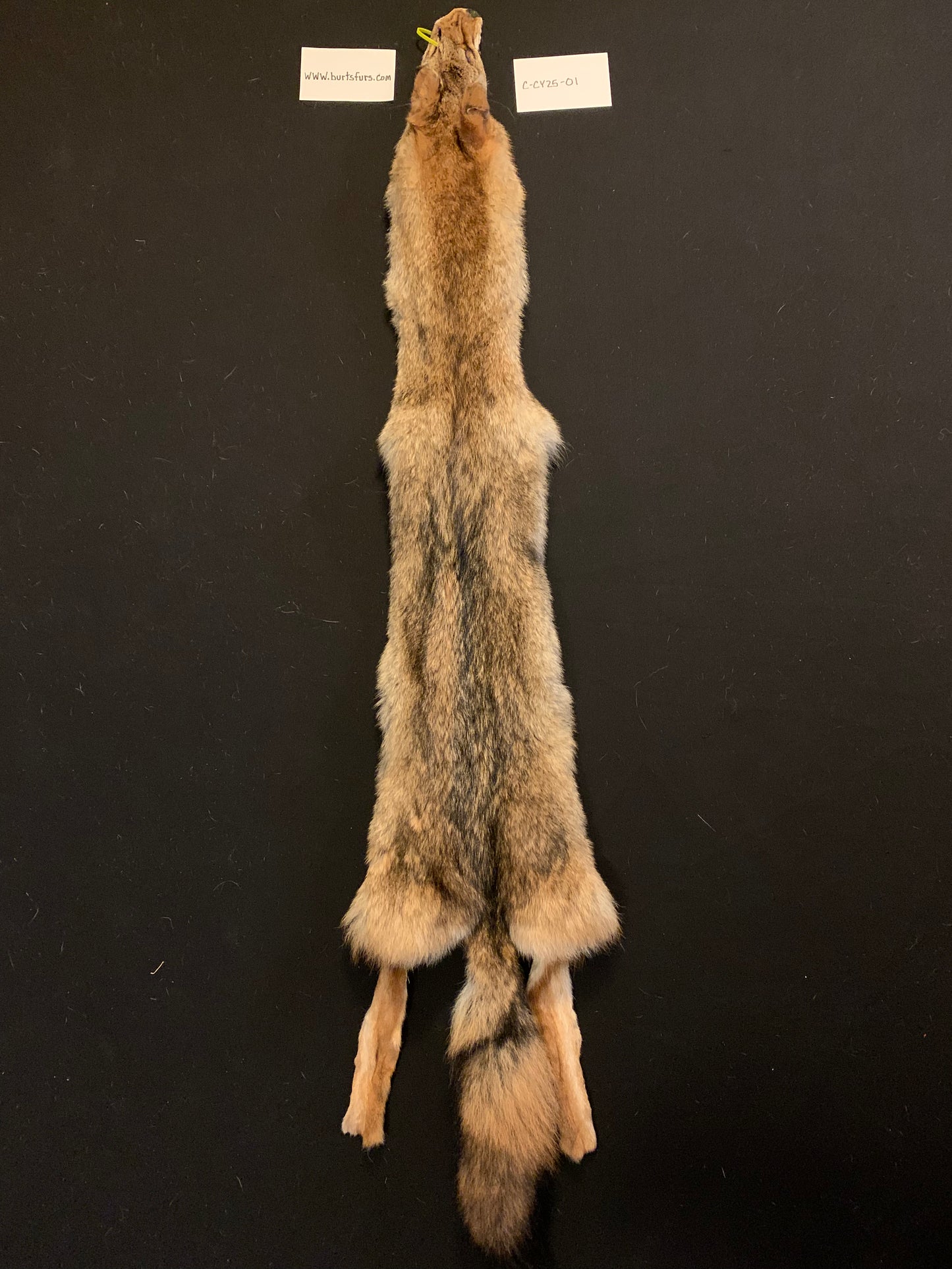 Coyote pelt C-CY25-01