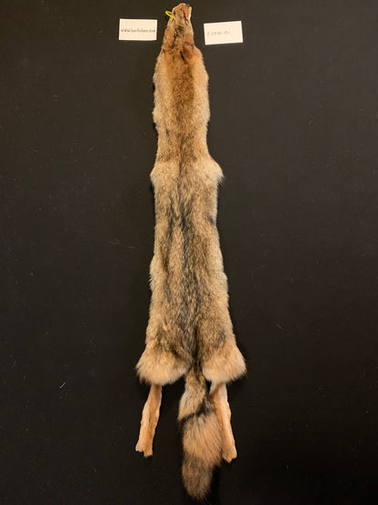 Coyote pelt C-CY25-01