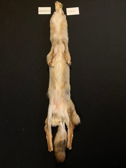 Coyote pelt C-CY25-01