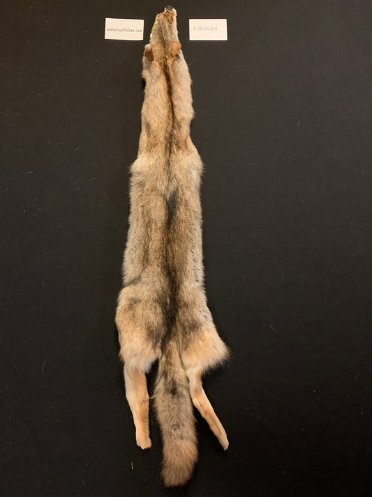 Coyote pelt C-CY25-04