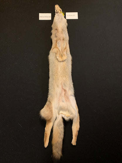 Coyote pelt C-CY25-04