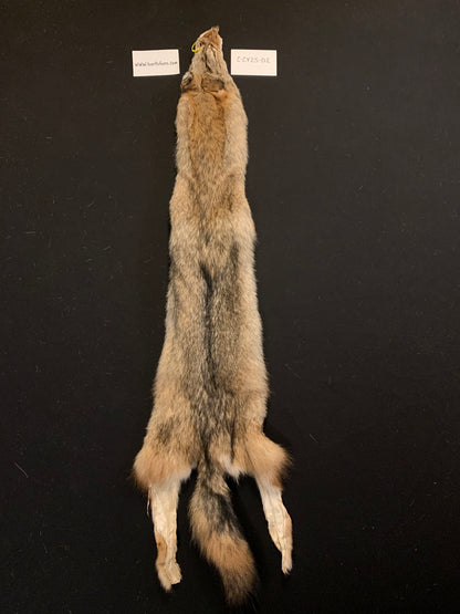 Coyote fur C-CY25-02