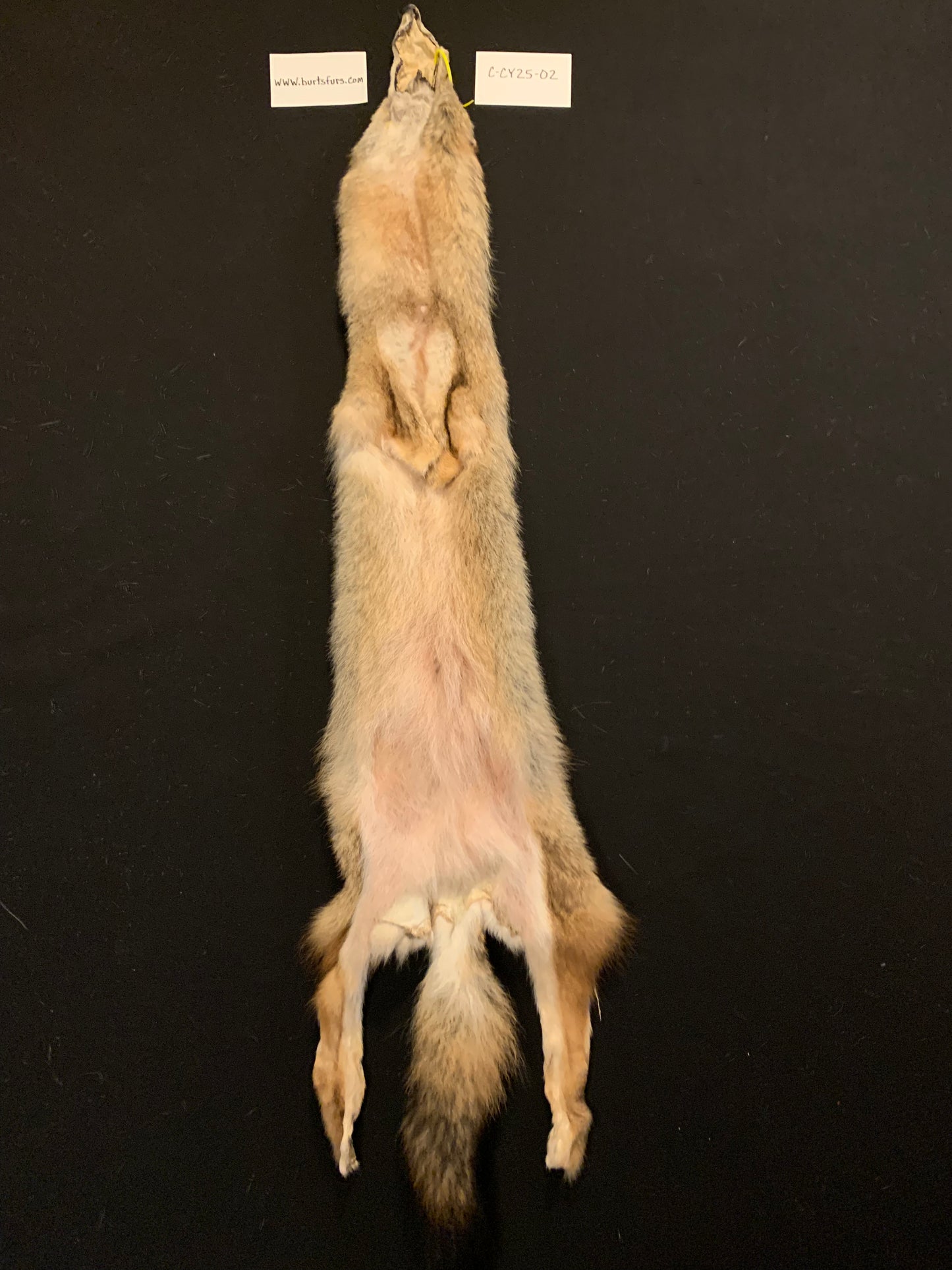 Coyote fur C-CY25-02