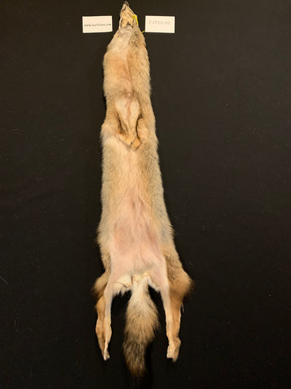 Coyote fur C-CY25-02