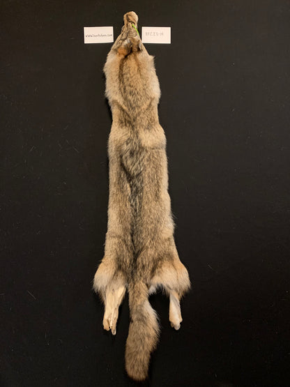 Coyote fur BFC23-14