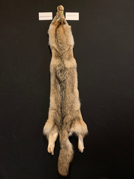 Coyote fur BFC23-14