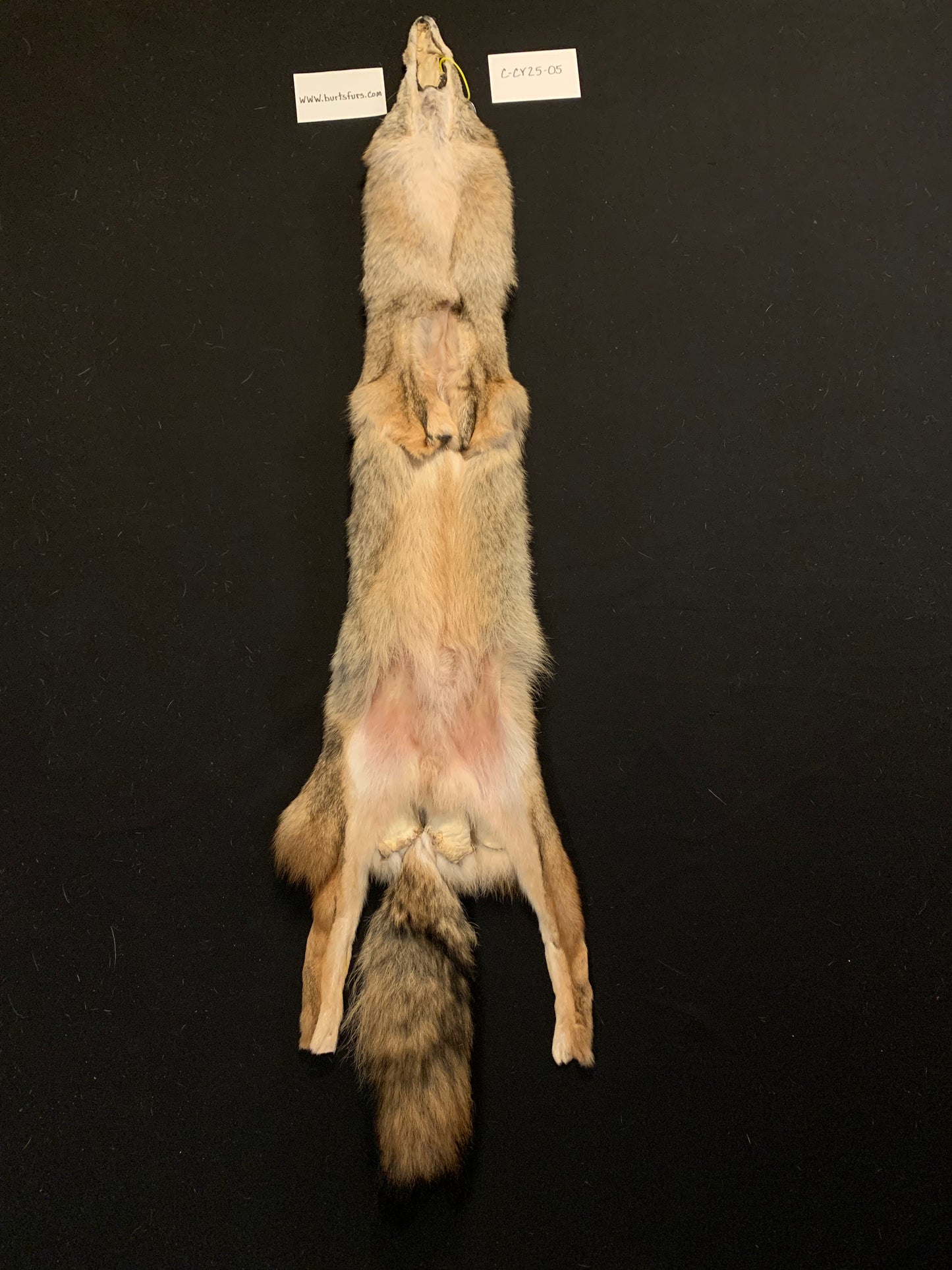 Coyote fur