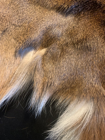 Deer hide   BFWTD-27
