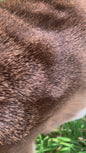 Deer hide   BFWTD-27